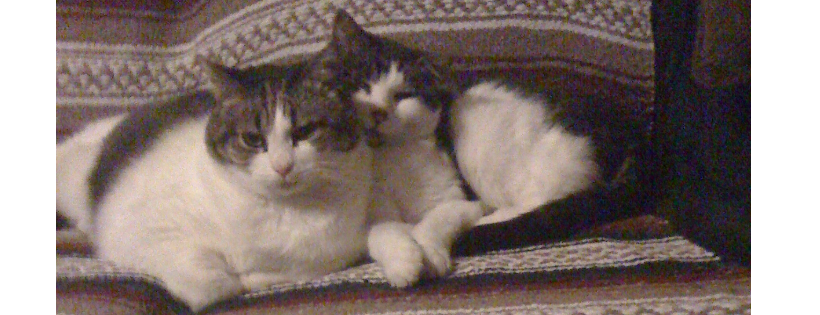 Lethbridge Humane society