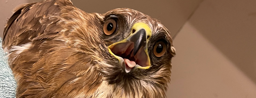 Joanna Wildlife Hospital
