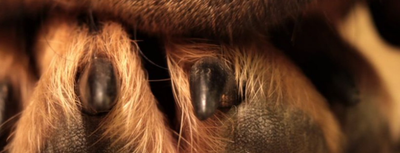 Paws restart rescue North Island New Zealand