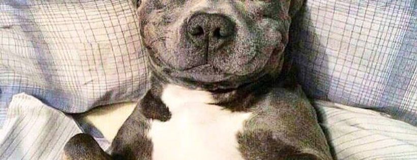 WAAL (Wichita Animal Action League)