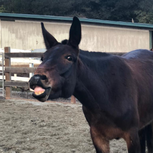 Equine Harmony Rescue & Rehab