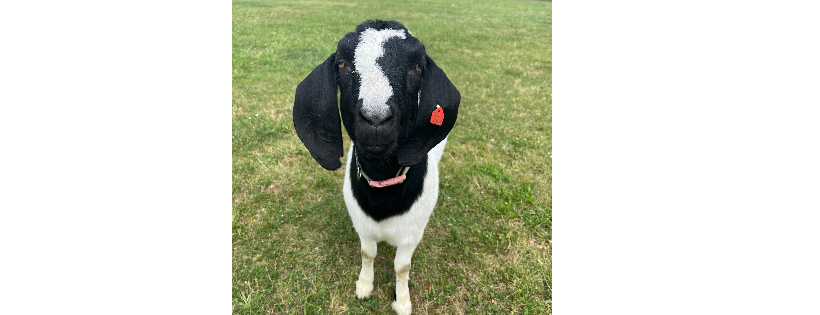 Erie County SPCA