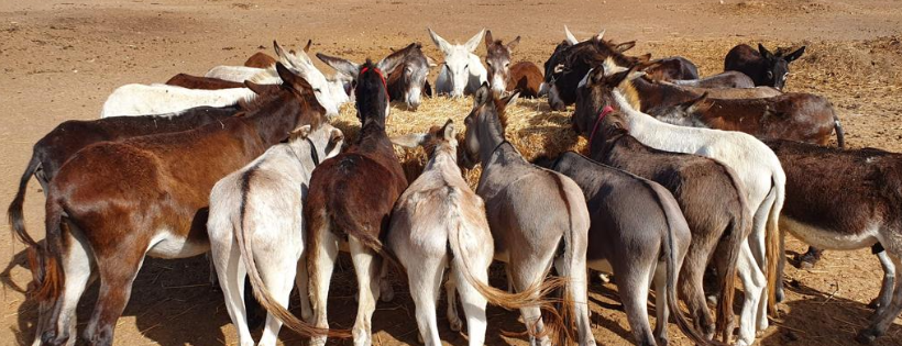 Lucy‘s UK Donkey Foundation