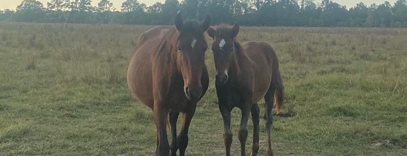Greeno Equine Sanctuary