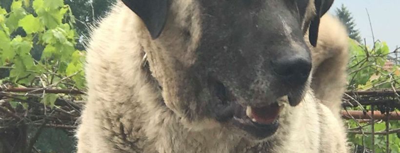 Santerpaws Bulgarian Rescue