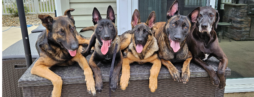 Joint Task Force K9s