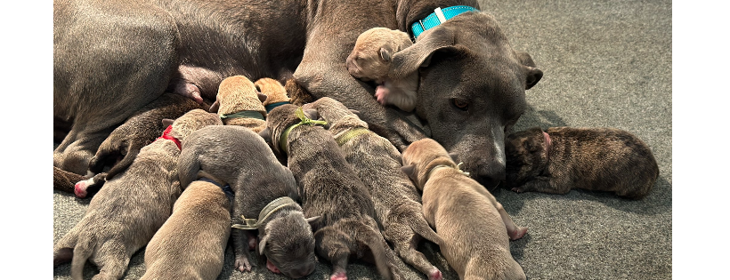 No Paw Left Behind Animal Rescue