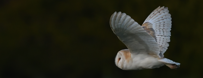 The Barn Owl Trust