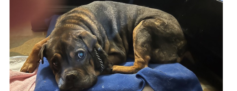 I.C.A.R.E. Dog Rescue