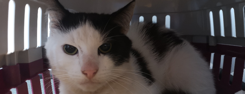 RSPCA Worcester and Mid-Worcestershire