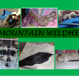 Rocky Mountain WildHeart