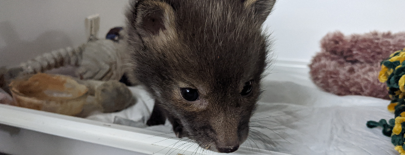 The Fox Rescuers