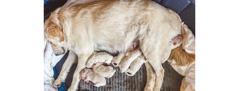 Wildling Animal Rescue, Inc.
