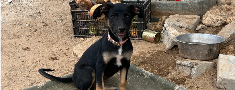 OSPA Cabo Verde Cats and Dogs