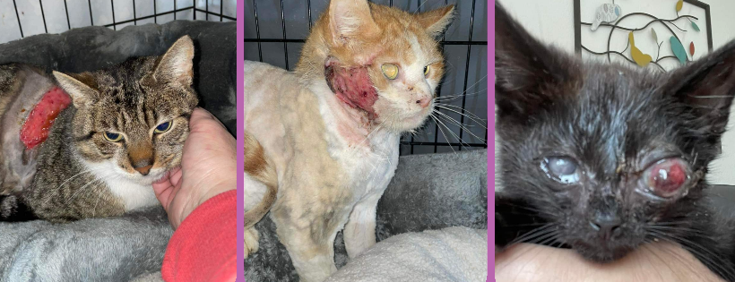 Rescue Cats NI