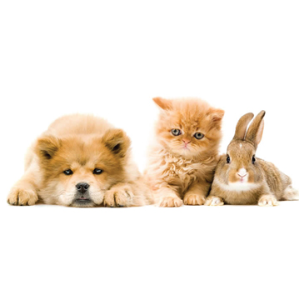 4 Paws Rescue Foundation