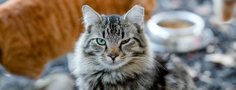 For the Love of Cats