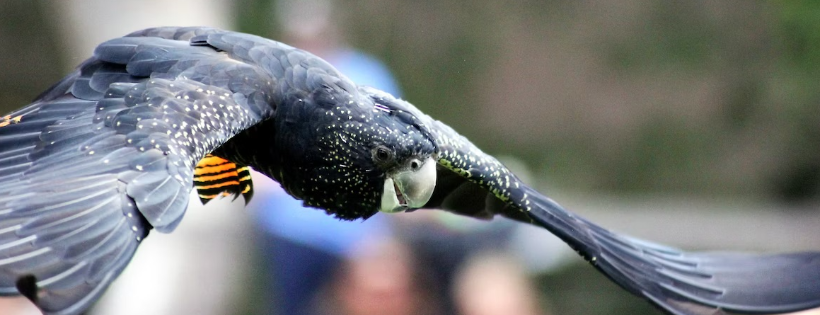 Byron Bay Wildlife Sanctuary