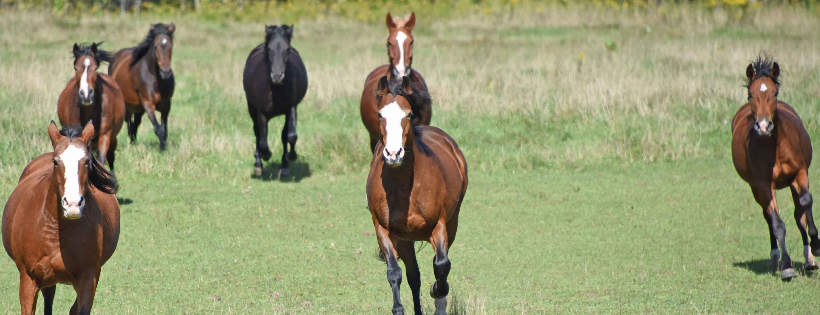 Mustang Valley Sanctuary