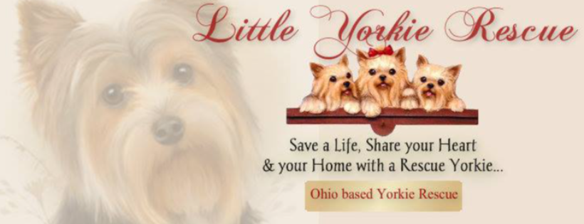 Little Yorkie Rescue
