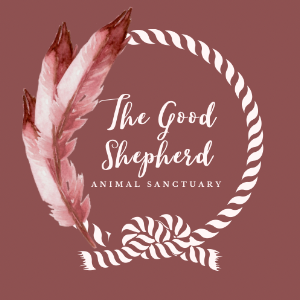 The Good Shepherd Animal Sanctuary