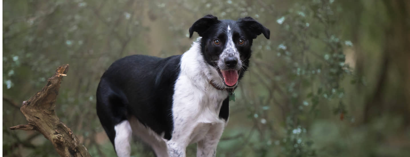 Spirit of the Dog Rescue