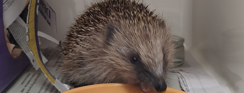 Folly Wildlife Rescue