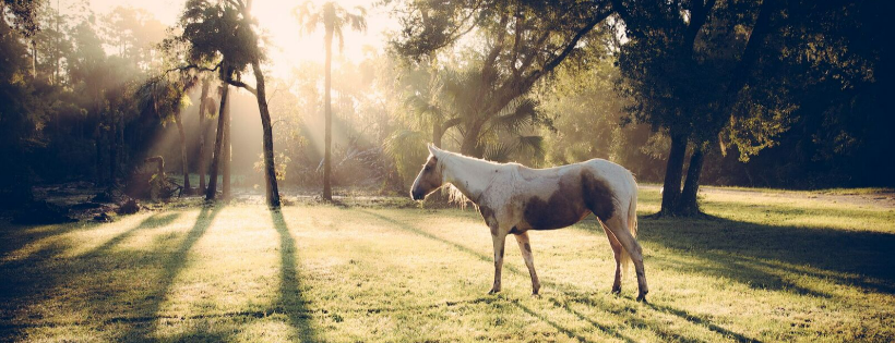 WILD HORSE RESCUE CENTER INC