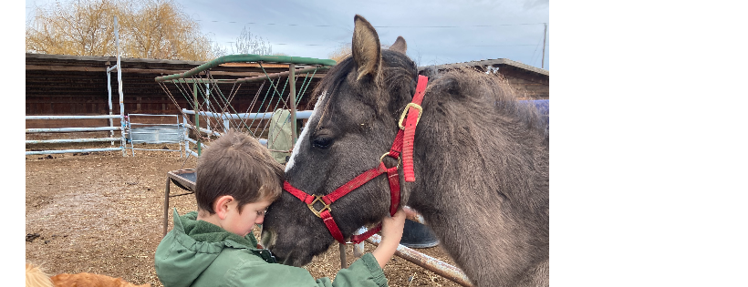 Lark Ranch Rescue and Rehabilitation