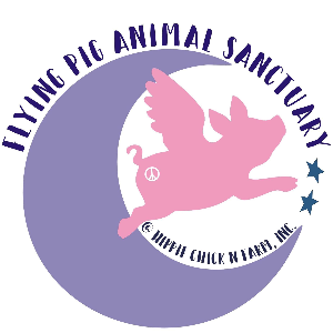 Flying Pig Animal Sanctuary at Hippie Chick N Farm, Inc. Logo