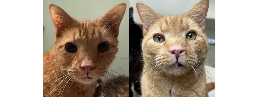 Charlie's Angels Animal Sanctuary, Inc.