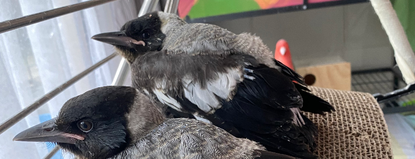 Sunnyhills Bird Rescue