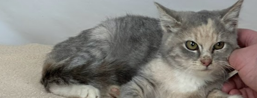 Humane Society of Northwest Iowa