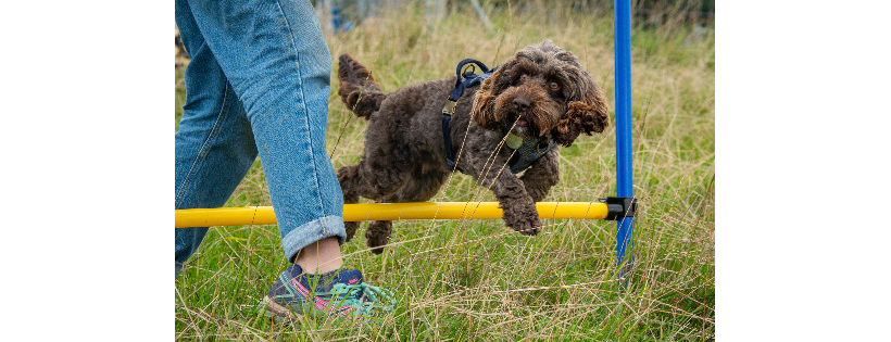 Doodle Rescue