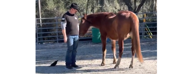 pjjr ranch corp