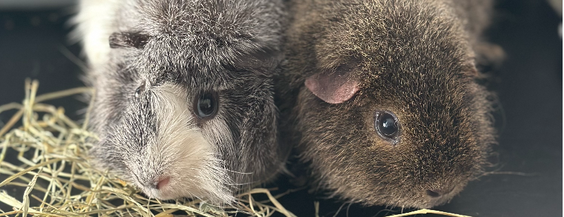 Rudy's Rodent Refuge