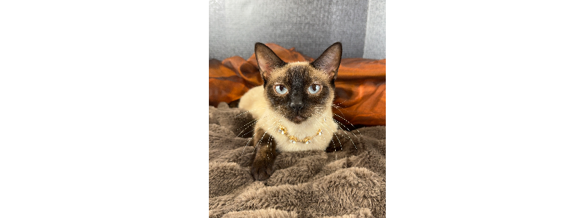 Mission for Paws