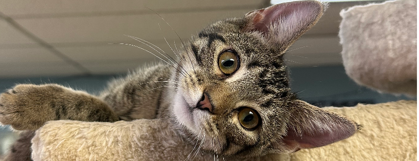 Nose 2 Tail Cat Rescue