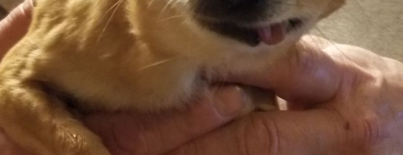 We Are Grateful Sanctuary - WAGS