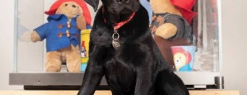 Guide Dogs Tasmania