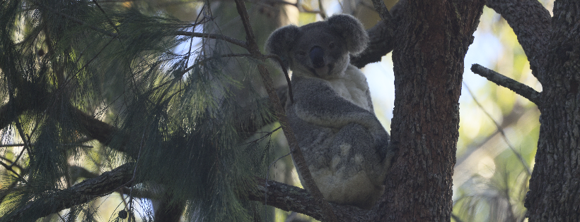 Koala Conservation Australia