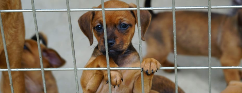 Lucky Puppy Dog Rescue & Kennel Inc.