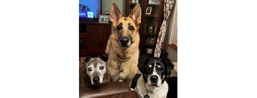 Old Dogs New Digs