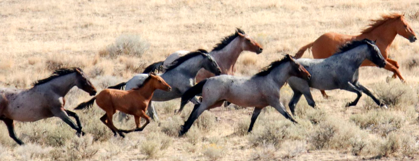 American Wild Horse Campaign