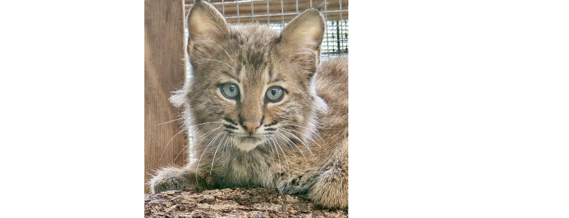 Wild At Hart Wildlife Rehabilitation Inc.