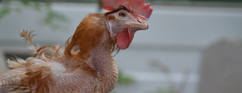 NSW Hen Rescue