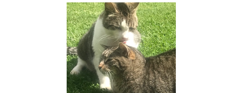 Freya's Cat Rescue