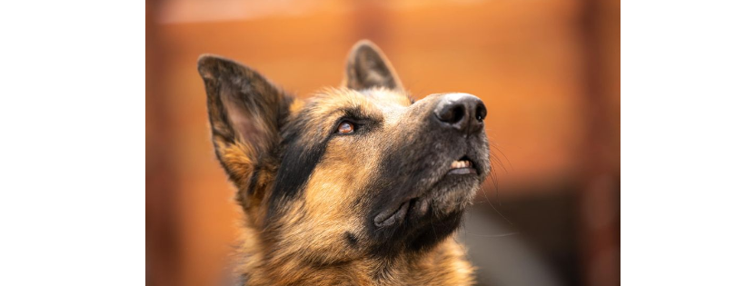 Canine Rehabilitation Center & Cat Sanctuary
