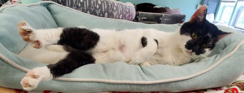 Humane Society of Rome, NY Inc.