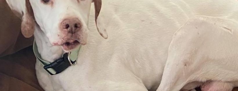 Cane Rosso Rescue